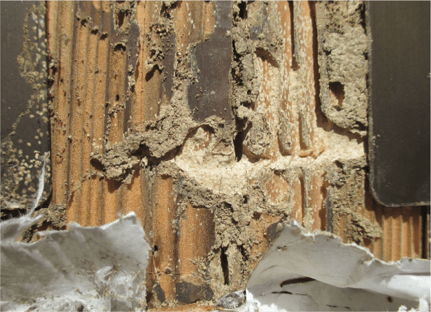 シロアリ被害にあった住宅